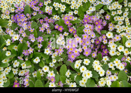 Farbvarianten der gemeinsamen Primel Primula Vulgaris wächst im Frühjahr Grenze Stockfoto