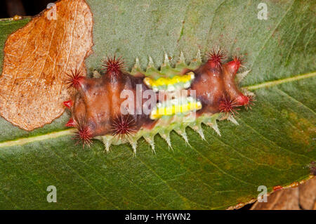 Ungewöhnliche und bunte Raupe des australischen fleckige Tasse Motte Doratifera Vulnerans, mit roten Stacheln auf grünes Blatt deutlich sichtbar zu stechenden Stockfoto