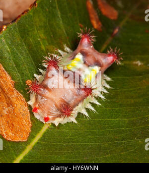 Ungewöhnliche und bunte Raupe des australischen fleckige Tasse Motte Doratifera Vulnerans, mit roten Stacheln auf grünes Blatt deutlich sichtbar zu stechenden Stockfoto