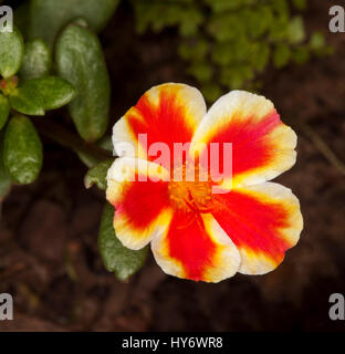 Ungewöhnliche und schöne helle rote und gelbe gestreifte Blume und Blätter von Portulaca Grandiflora, mehrjährige Gartenpflanze auf dunklem Hintergrund Stockfoto