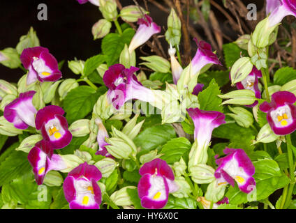 Ansammlung von vivid Magenta und weißen Blüten und Smaragd grüne Laub der jährlichen / halbjährlichen Gartenpflanze Torenia Fournieri auf dunklem Hintergrund Stockfoto