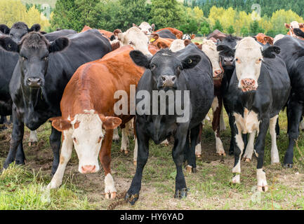 Nahaufnahme von schwarzen und braunen Kühe sucht die Kamera Stockfoto