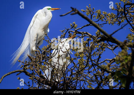 Silberreiher, hoch oben in den Baumkronen im zeitigen Frühjahr. Stockfoto