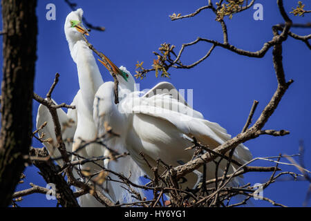 Silberreiher, hoch oben in den Baumkronen im zeitigen Frühjahr. Stockfoto