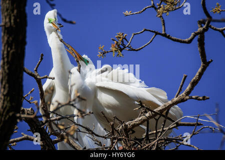 Silberreiher, hoch oben in den Baumkronen im zeitigen Frühjahr. Stockfoto