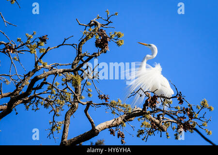 Silberreiher, hoch oben in den Baumkronen im zeitigen Frühjahr. Stockfoto