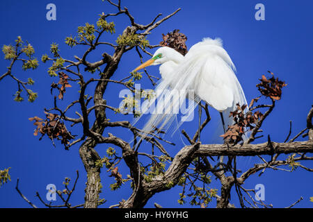 Silberreiher, hoch oben in den Baumkronen im zeitigen Frühjahr. Stockfoto