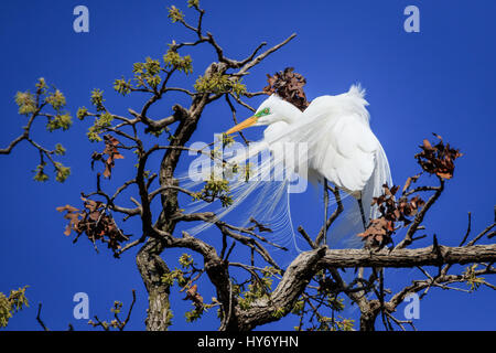 Silberreiher, hoch oben in den Baumkronen im zeitigen Frühjahr. Stockfoto