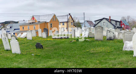 Alte Grabsteine mit Löwenzahn, Str. Pauls anglikanische Kirche, Trinity, Neufundland Stockfoto