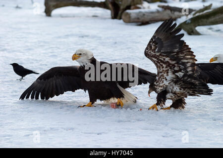 Weißkopf-Seeadler (Haliaeetus Leucocephalus) zwei Adler kämpfen über Essen, Kachemak Bay, Alaska, USA Stockfoto