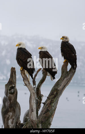 Weißkopf-Seeadler (Haliaeetus Leucocephalus) drei Weißkopf-Seeadler thront auf einem Baumstumpf, Homer, AK, USA Stockfoto