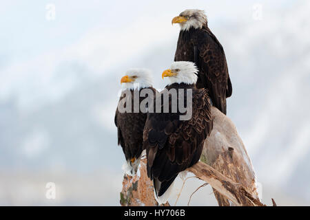 Weißkopf-Seeadler (Haliaeetus Leucocephalus) drei Weißkopf-Seeadler thront auf einem Baumstumpf, Homer, AK, USA Stockfoto