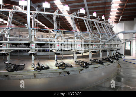 New Zealand Fischgräten Melken vergossen Stockfoto