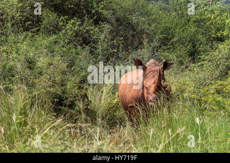 White Rhino stehen zwischen dem langen Rasen auf Stockfoto