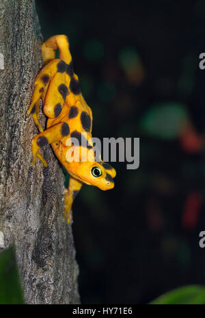 Panamas golden Frog (Atelopus Zeteki) ist eine Art von Kröte Stockfoto