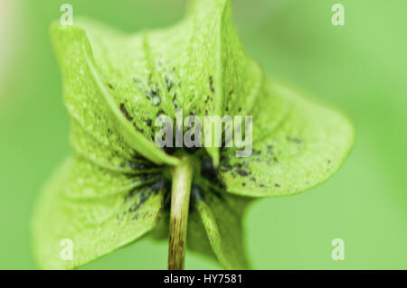 Nahaufnahme von der grünen Samenkapsel von Nicandra Physaloides vor grünem Hintergrund Stockfoto