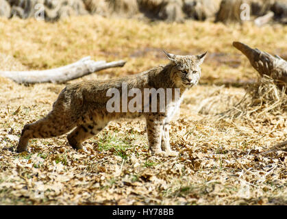 Bobcat, Lynx Rufus, Yosemite-Nationalpark USA Stockfoto