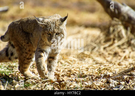 Bobcat, Lynx Rufus, Yosemite-Nationalpark USA Stockfoto