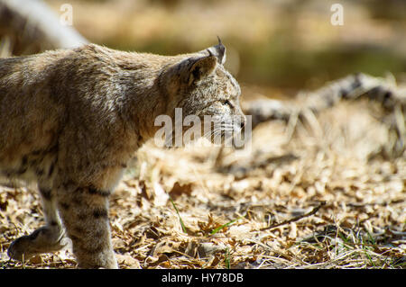 Bobcat, Lynx Rufus, Yosemite-Nationalpark USA Stockfoto