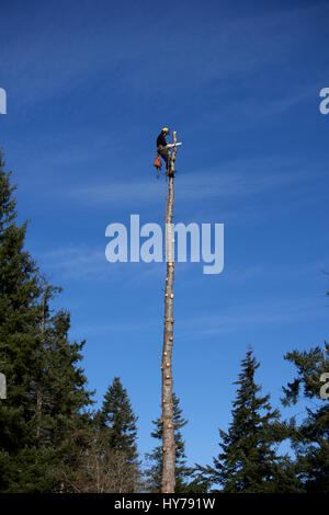Logger spannte am oberen Rand eine Douglas-Tanne Stockfoto
