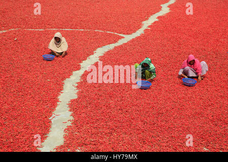 Frauen-Prozess und trockene rote Chilischote unter der Sonne am Shariakandi in Bogra, Bangladesch... Stockfoto