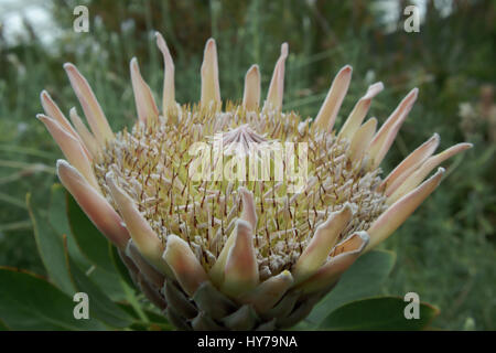 Protea cynaroides Stockfoto