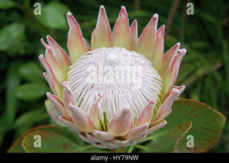 Protea cynaroides Stockfoto