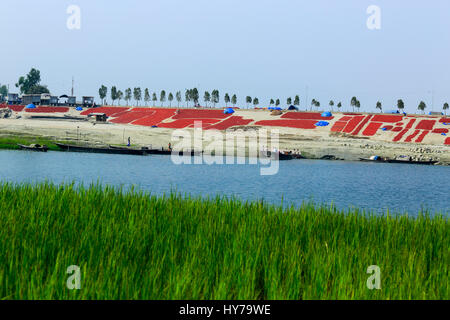 Rote Chilischoten getrocknet auf den Jamuna Char (Jamuna Flussinsel) am Sariakandi in Bogra, Bangladesch. Stockfoto