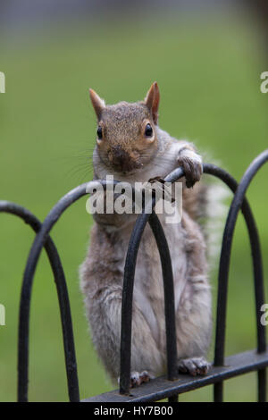 Graue Eichhörnchen Sciurus Carolinensis, alleinstehende Erwachsene stehen am Zaun mit dreckiges Gesicht und Pfoten. Regents Park, London, UK. Stockfoto