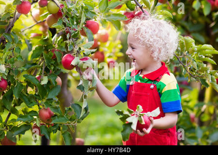 Kinder pflücken Äpfel auf Bauernhof im Herbst. Geschweiften kleinen Blondschopf im Apfelgarten Baum spielen. Kinder wählen Sie Früchte in einem Korb. Kleinkind, die Früchte zu essen, am fa Stockfoto