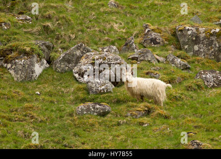 Wilde Ziege, alleinstehenden auf felsigen Hügel stehend.  Juni getroffen. Findhorn-Tal, Nr Tomatin, Schottland, Großbritannien. Stockfoto