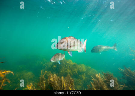 Snapper Fisch unter Wasser schwimmen über Kelpwald auf Goat Island, Neuseeland Stockfoto