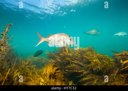 Snapper Fisch unter Wasser schwimmen über Kelpwald auf Goat Island, Neuseeland Stockfoto