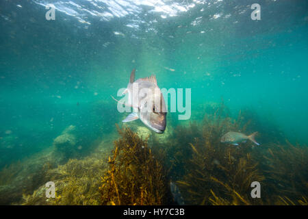 Snapper Fisch unter Wasser schwimmen über Kelpwald auf Goat Island, Neuseeland Stockfoto