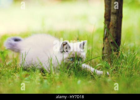 Verspielte süße kleine Kätzchen schleichen in den Rasen. Stockfoto