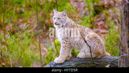 Europäische Luchs sitzt in den herbstlichen Wald Stockfoto