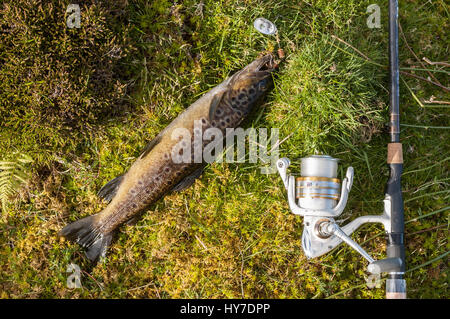 Bachforellen auf einen Spinner Verlegung auf Rasen mit Rute und Rolle neben den Fisch gefangen Stockfoto