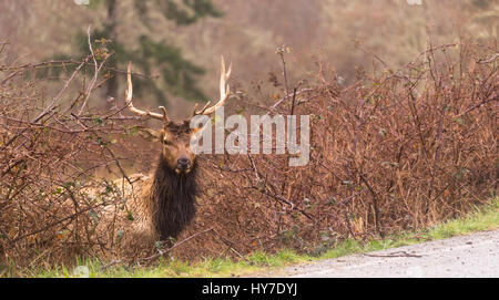 Männliche Elche Bull hält ein Auge auf Eindringlinge, die eine Pause vom Weiden lassen. Stockfoto