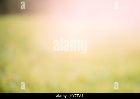 Grüne Bokeh, abstrakte Sommer Hintergrund im Sonnenuntergang Stockfoto