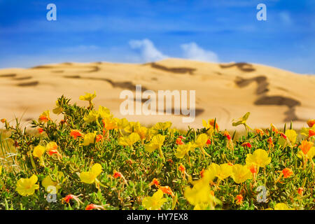 Blühende rote Blüten vor trockenen Sanddünen von Stockton Beach, Pazifikküste New South Wales, Australien. Stockfoto