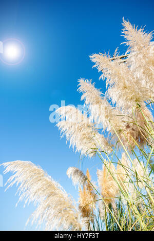 Pampasgras lindgrün Saatgut Kopf gegen blauen Himmel Stockfoto