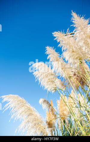 Pampasgras lindgrün Saatgut Kopf gegen blauen Himmel Stockfoto