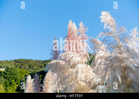 Pampasgras flachen Schärfentiefe Feld auf rosa Farbton Saatgut Kopf gegen blauen Himmel. Stockfoto