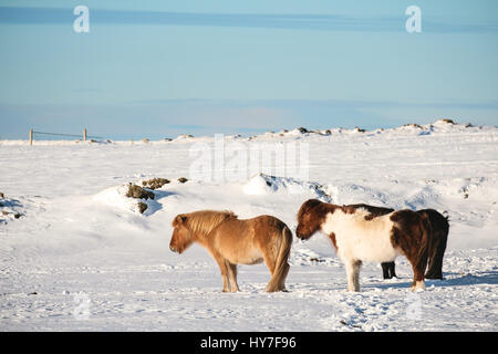 Pony Pferde stehen im winter Stockfoto