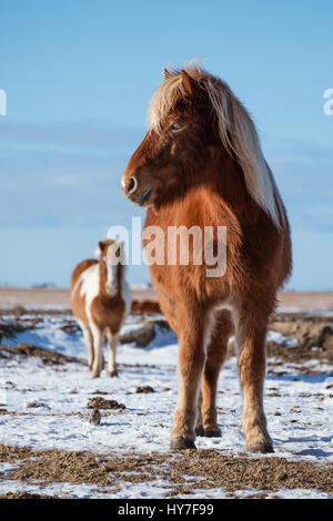 Pony Pferde stehen im winter Stockfoto