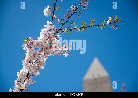 Washington, DC, USA. 1. April 2017. Kirschblüten, Washington DC Credit: Angela Drake/Alamy Live-Nachrichten Stockfoto