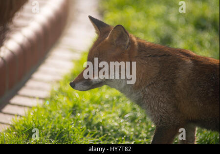 Wimbledon, London, UK. 2. April 2017. Rotfuchs sucht nach Essen auf einem Tau bedeckt Rasen in London, Hintergrundbeleuchtung in starke Feder Sonnenlicht. Bildnachweis: Malcolm Park/Alamy Live-Nachrichten. Stockfoto