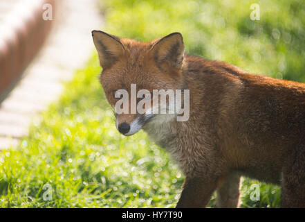 Wimbledon, London, UK. 2. April 2017. Rotfuchs sucht nach Essen auf einem Tau bedeckt Rasen in London, Hintergrundbeleuchtung in starke Feder Sonnenlicht. Bildnachweis: Malcolm Park/Alamy Live-Nachrichten. Stockfoto