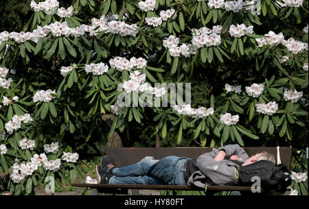 Ein Mann nimmt ein Nickerchen auf einer Bank unter blühenden Rhododendren in einem Park in Hamburg, Deutschland, 1. April 2017. Warme Temperaturen markiert den Beginn des Frühlings in Norddeutschland. Foto: Axel Heimken/dpa Stockfoto