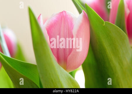 Osterode, Deutschland. 31. März 2017. Rosa Tulpen in einer Vase, Deutschland, Stadt Osterode, 31. März 2017. Foto: Frank Mai | weltweite Nutzung/Dpa/Alamy Live-Nachrichten Stockfoto